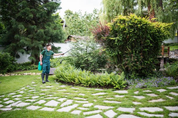 Best Ant Control Services  in Shasta Lake, CA