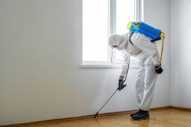 Best Wasp Removal Services  in Shasta Lake, CA