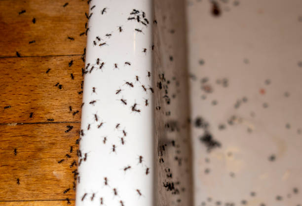  Shasta Lake, CA Pest Control Pros