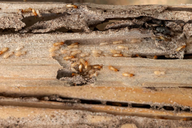 Best Commercial Pest Control Services  in Shasta Lake, CA